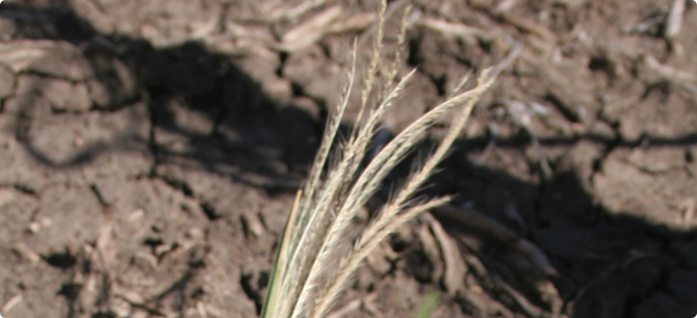 Windmill grass in fallow