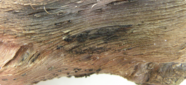 When bark is removed from the wood, a charcoal region is revealed and a mass of fruiting bodies can be seen protruding from the bark