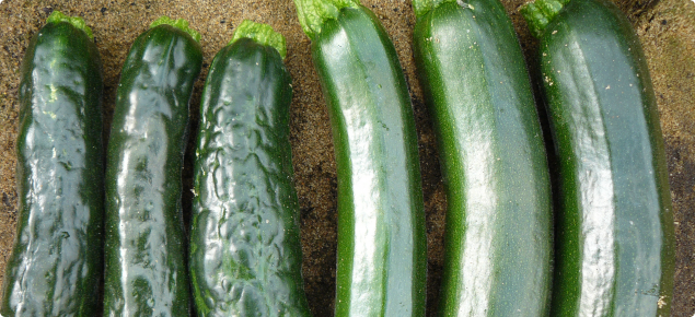 Zucchini fruit infected with ZYMV (left) and healthy fruit (right).