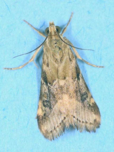 Light brown cabbage centre grub moth