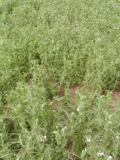 Field pea crop infected with Pea seed-borne mosaic virus. The depressions in the canopy and bare patches indicate virus infection. Field pea crop infected with Pea seed-borne mosaic virus. Note the depressions in the canopy.