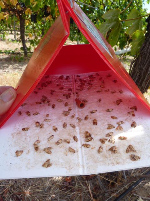 Light brown apple moth adult males on the sticky base of a pheromone trap