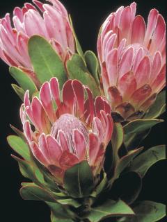 Protea 'Pink Ice'