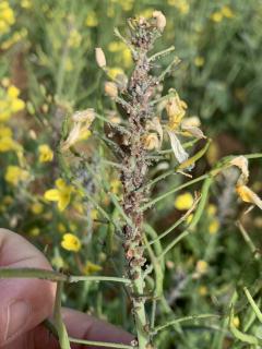 Cabbage aphid clusters on unsprayed canola raceme. Note that many aphids have been infected by fungal disease.