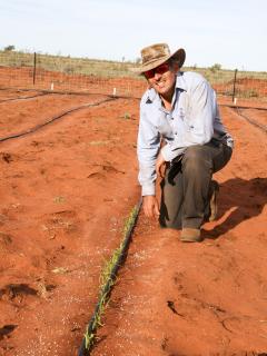 DAFWA senior research officer Clinton Revell with a plot of sorghum