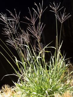 Digit grass plants showing finger-like seed heads