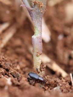 A Dongara weevil and canola seedling hypocotyl with visible chewing damage.