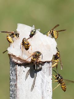 European wasps are attracted to meat, including fish, which is often used in European wasp traps.