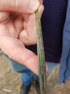 Wheat leaf with black streaks Wheat leaf with black streaks