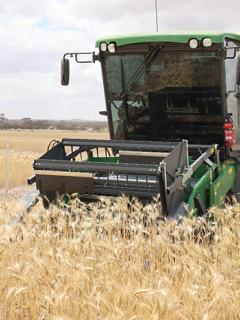 Plot harvester in a crop. Plot harvester in a crop.