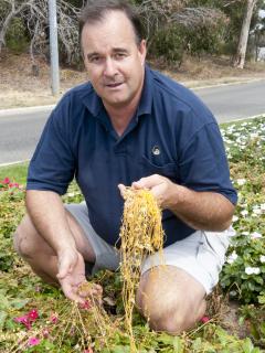 Golden Dodder Golden Dodder