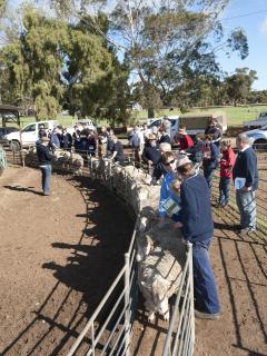 Sheep producers are encouraged to find out more about Lifetime Ewe Management (LTEM) training course in Western Australia.