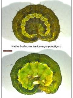 Native budworm caterpillars have black hairs and lesser budworm caterpillars have white hairs along the body. The colour of the bodies can vary and is not indicative. Native budworm caterpillars have black hairs and lesser budworm caterpillars have white hairs along the body. The colour of the bodies can vary and is not indicative.