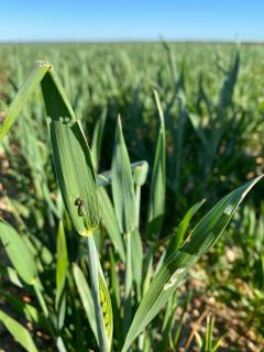 A native budworm caterpillar and wheat plant with chewing damage