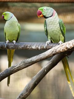 Female and male Indian ringneck parakeets Female and male Indian ringneck parakeets