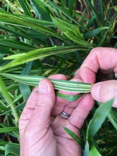 Typical Russian wheat aphid feeding streaking symptoms being displayed on wheat leaves