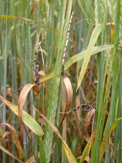 loose smut spores have blown away to leave only the rachis remaining