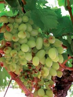 Bunch of green grapes which have been damaged by lorikeets feeding.