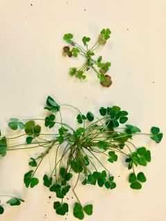 A comparison between two sub clover plants (cultivar Dalkeith), one infected with soybean dwarf virus, the other uninfected, grown under the same conditions in the DPIRD glasshouse. Close up comparison of red leaf clover syndrome affected plant on non-affected plant