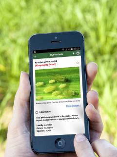 A smart phone showing greet aphids.