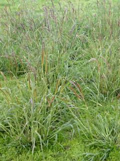 Sward of ungrazed setaria