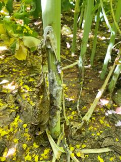 Sclerotinia stem rot on canola plant stems