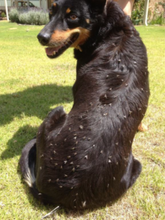 Dog with flies. Dog with flies.