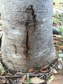 Trunk swelling and cracking in oak trees as a result of pathogenic fungi