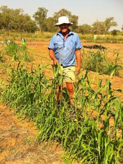 DAFWA technical officer Tony Shimmin with a plot of Pearler millet