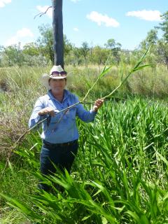 Tracey Vinnicombe with olive hymenachne, March 2017 Department of Agriculture and Food biosecurity officer Tracey Vinnicombe with olive hymenachne, which was recently detected and treated in the East Kimberley.