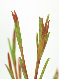 Red blotches on leaves and stems are often early signs of Alternaria infection