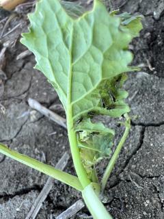 Winged green peach aphids on canola