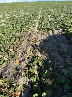 Canola plants with suspected Turnip yellows virus infection. Canola plants with suspected Turnip yellows virus infection.