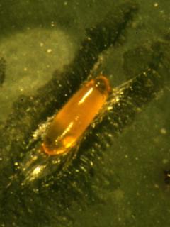 Pea weevil egg, note its oval, yellow shape