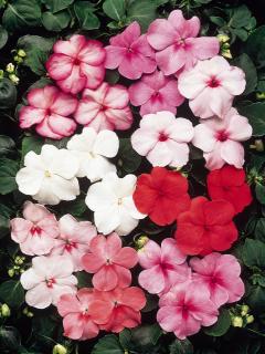 Multiple flowers in shades of pink through to red.