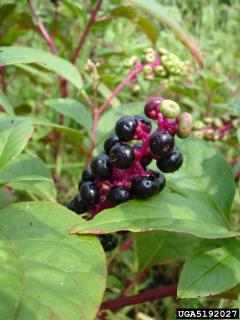 pokeweed berries. Photo by Allen Bridgman, South Carolina Department of Natural Resources, Bugwood.org Pokeweed berries. Photo by Allen Bridgman, South Carolina Department of Natural Resources, Bugwood.org