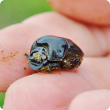 Picture of a dung beetle