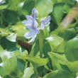 Water hyacinth (Eichhornia crassipes) flower