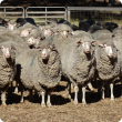 Sheep in the yard waiting to be shorn