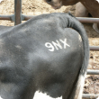 Cattle freeze brand stamped on the back of a cow