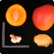 NMBP-1201 fruit and seed