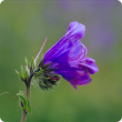 Paterson's curse (Echium plantagineum) flower close up