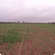 image of wheat demonstration