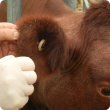 Ticks found on the ear of a cow.