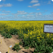 Canola variety by time of sowing at Binnu, 2015 Field Day