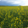 Early morning canola crop