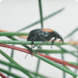 Cockchafer beetle on a 'Purple Pride' waxflower leaf