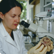 Pathologist in laboratory in front of microscpoe holding apple covered with fungal spores
