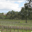 Vineyard in the north of the Swan Valley