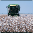 Header harvesting a field of cotton.